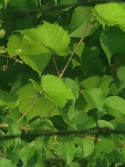 Vitis riparia