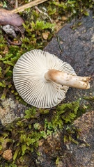 Russula sororia