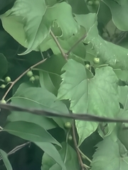 Vitis riparia