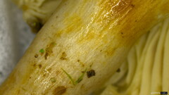 Russula sororia
