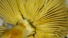 Russula sororia