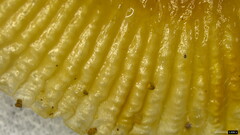 Russula sororia