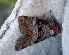 Mesoligia literosa