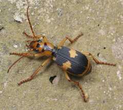 Pheropsophus jessoensis