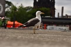 Larus fuscus