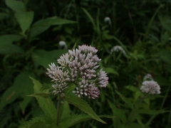 Eupatorium glehnii