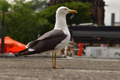 Larus fuscus