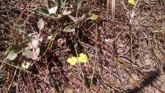 Lessingia germanorum