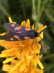 Zygaena viciae