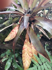 Tillandsia multicaulis