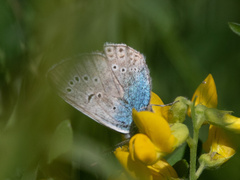 Polyommatus amandus