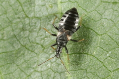 Temnostethus gracilis