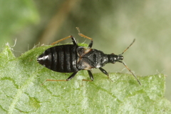 Temnostethus gracilis