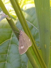 Udea alpinalis