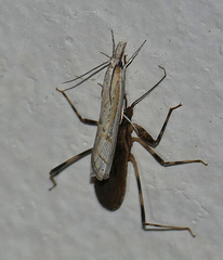 Thaumatopsis bolterellus