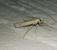 Eufernaldia cadarellus
