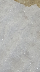 Citharichthys sordidus