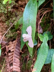 Dysaethria flavistriga