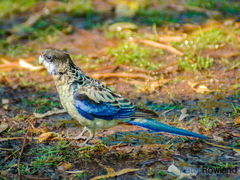 Platycercus venustus