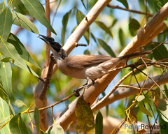 Philemon argenticeps