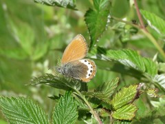 Coenonympha gardetta