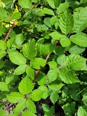Rubus procerus