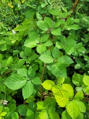 Rubus procerus