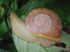 Parthena acutangula