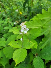 Rubus procerus