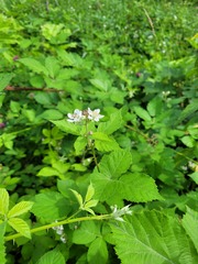 Rubus procerus