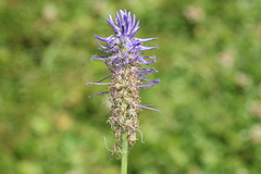 Phyteuma persicifolium