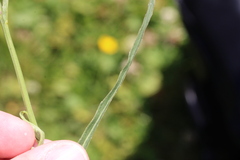 Phyteuma persicifolium