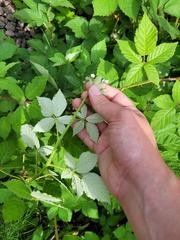 Rubus procerus