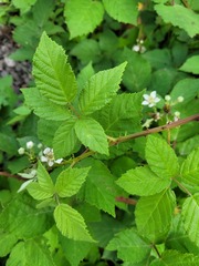 Rubus procerus