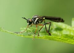 Dioctria hyalipennis