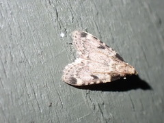 Aglossa costiferalis