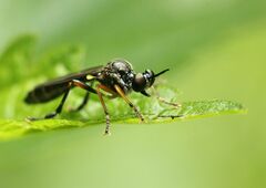 Dioctria hyalipennis