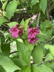 Weigela florida