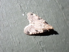 Aglossa costiferalis