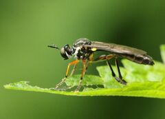 Dioctria hyalipennis