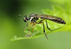 Dioctria hyalipennis