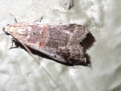 Acrobasis tumidulella