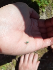 Phyllobius argentatus