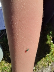 Phyllobius argentatus