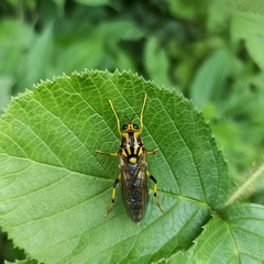 Coenomyiodes edwardsi