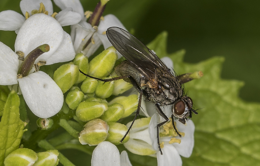 Root maggot Flies From Svanes en 2740 Skovlunde Danmark On May 9 root-maggot-flies-from-svanes-en-2740-skovlunde-danmark-on-may-9