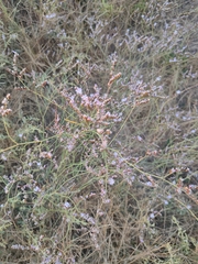 Limonium duriusculum