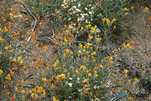 orange immortelle