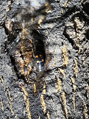 Glischrochilus japonius