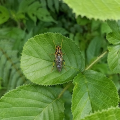 Coenomyiodes edwardsi